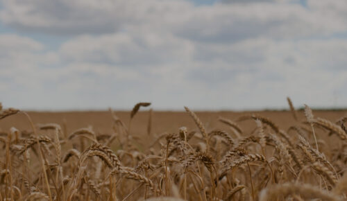 Wheat BG